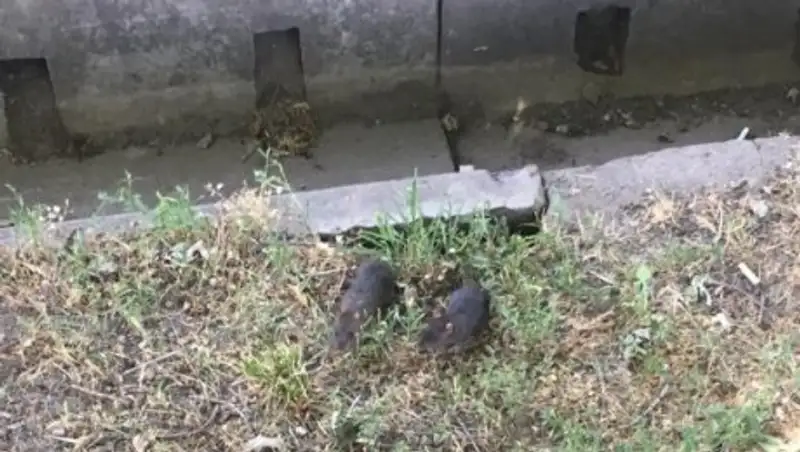 Санврачи заверили алматинцев: разгуливающие днем крысы уже приняли яд