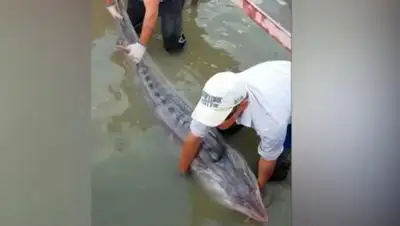 кадр из видео, фото - Новости Zakon.kz от 02.09.2020 08:58