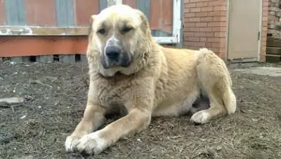 Zakon.kz, фото - Новости Zakon.kz от 29.05.2017 06:11