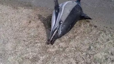 YouTube, фото - Новости Zakon.kz от 05.05.2018 13:35