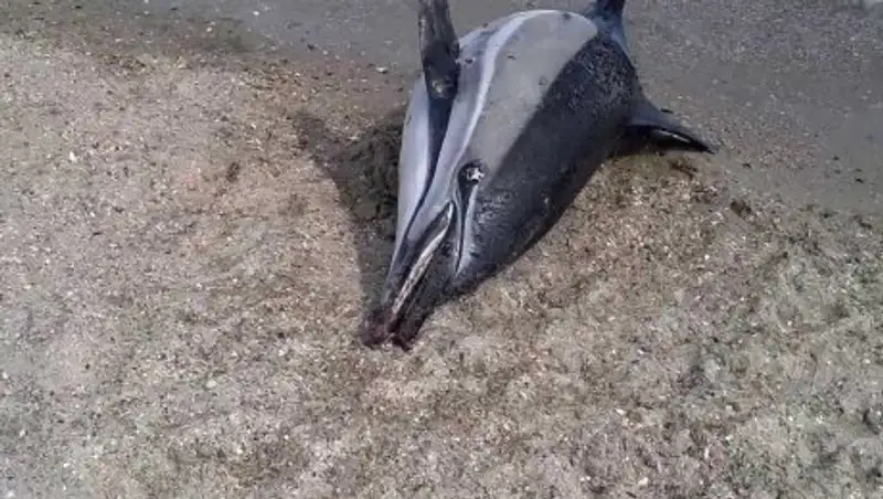 В Китае разыскивают туриста, который унес с пляжа мертвого дельфина