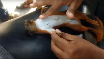 Скриншот с видео, фото - Новости Zakon.kz от 08.04.2018 19:22