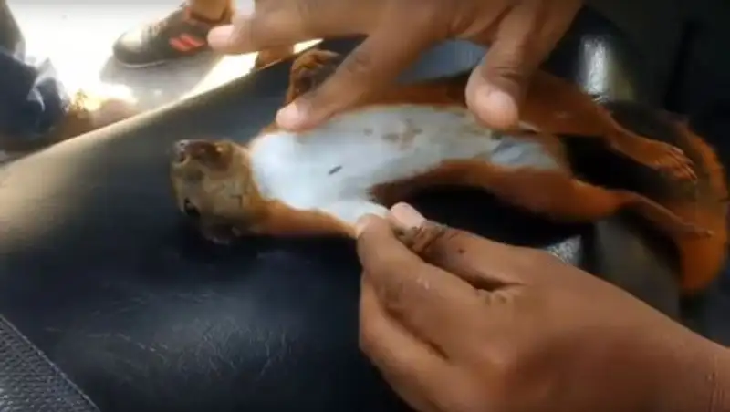 Подростки откачали белку, забравшуюся на столб и получившую удар током