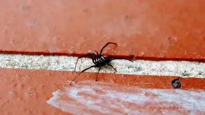 Pixabay, фото - Новости Zakon.kz от 11.09.2019 07:54