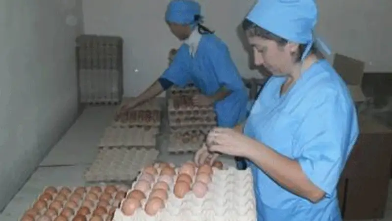 В Уральске подорожание яиц связывают с ростом цен на зерно и энергоносители