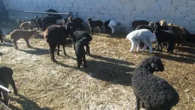 Zakon.kz, фото - Новости Zakon.kz от 28.01.2017 05:35