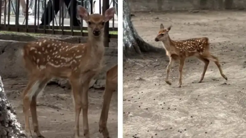 У пары оленей в зоопарке Алматы родился сказочный малыш