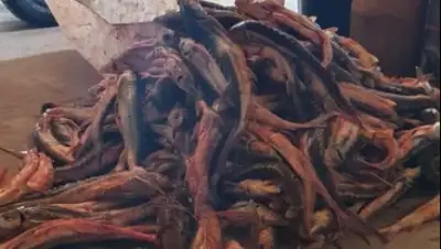 Polisia.kz., фото - Новости Zakon.kz от 23.02.2020 16:03