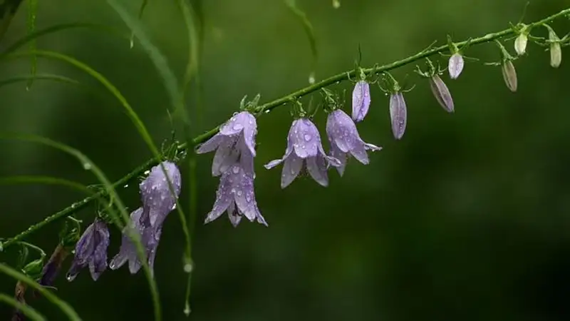 Грозу, шквал и град прогнозируют на большей части Казахстана во вторник