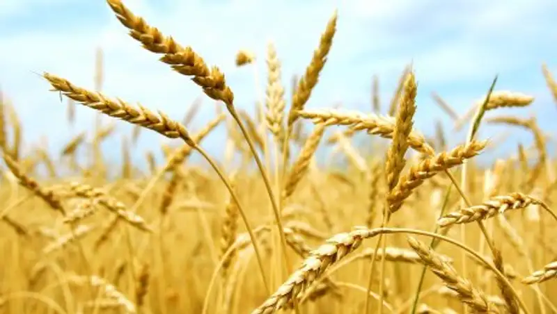 В Казахстане завершилась уборка сельхозкультур