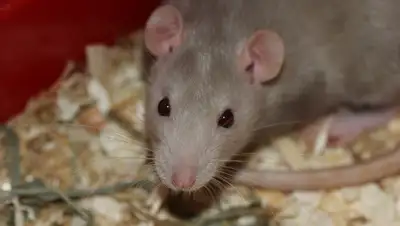 Pixabay, фото - Новости Zakon.kz от 26.05.2020 13:29