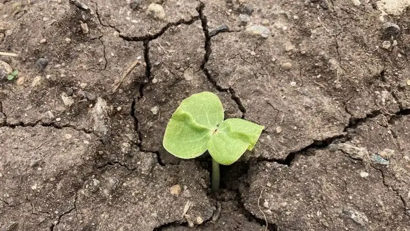 Возможна засуха: синоптики обратились к казахстанским фермерам