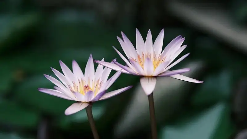 Гороскоп на 23 июля для всех знаков зодиака