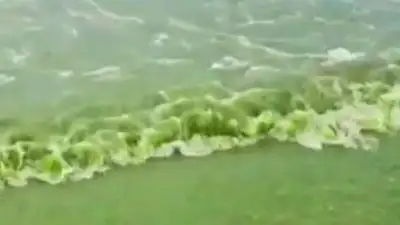 Черное море окрасилось в ядовито-зеленый цвет у берегов Анапы , фото - Новости Zakon.kz от 08.06.2023 07:00