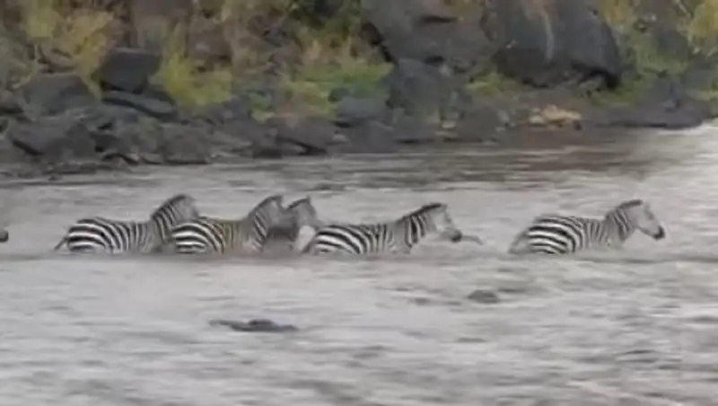 Крокодилы съели зебру на глазах у стада