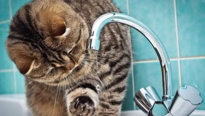 Алматинцам сообщили о перебоях с подачей холодной воды