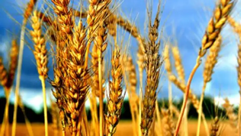 За прошедшие сутки фермеры провели работы на 7,5 тысячах гектаров