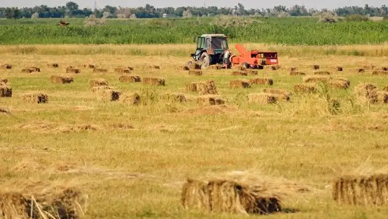 В Жамбылской области с начала сезона намолочено свыше 390 тыс. зерна