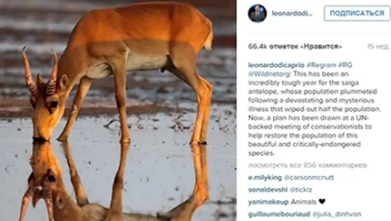 Фотограф из Астрахани обиделся на Ди Каприо за кражу снимка сайгака