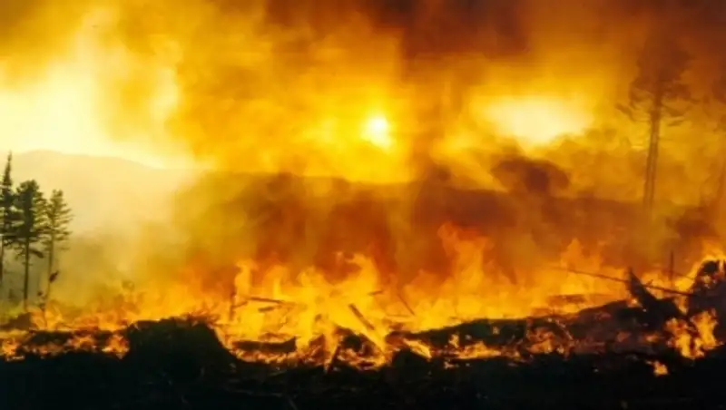 Биыл Павлодар облысында тіркелген &#1257;рт саны 12 пайыз&#1171;а арт&#1179;ан