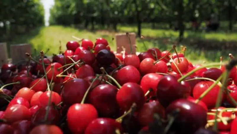 Мужчина разгрыз вишнёвую косточку и отравился цианидом