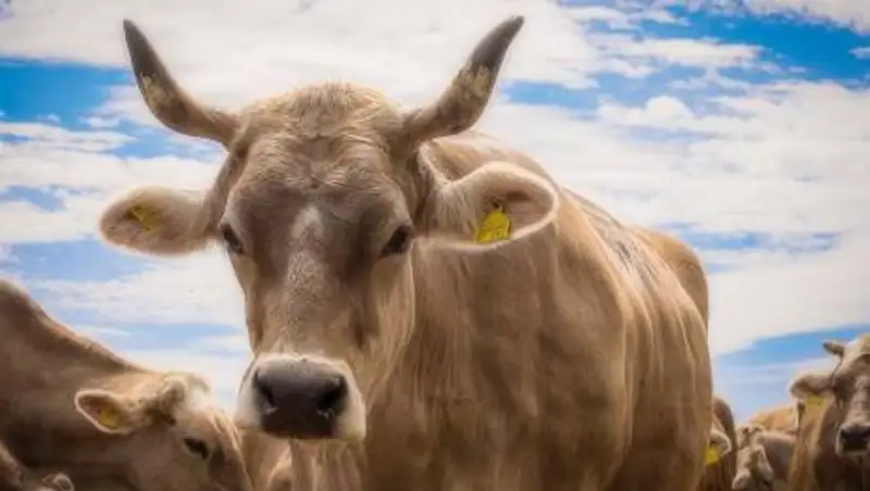 Сельчане вынуждены резать скот из-за дороговизны кормов - ответ акимата СКО