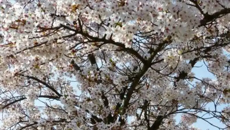 Какая погода будет 14 апреля в Казахстане