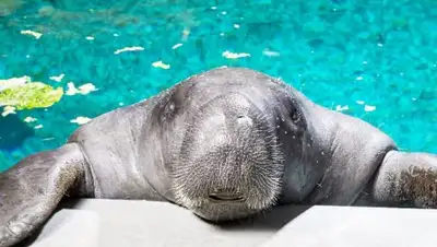 Zakon.kz, фото - Новости Zakon.kz от 24.07.2017 15:16