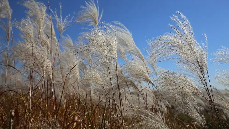 Сильный ветер и пыльная буря – прогноз погоды на 16 июня в Казахстане
