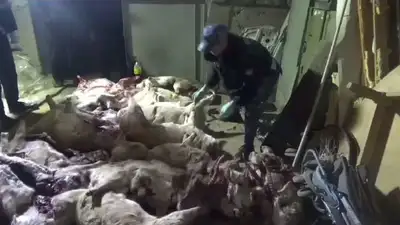 туши сайги, фото - Новости Zakon.kz от 10.11.2023 21:27