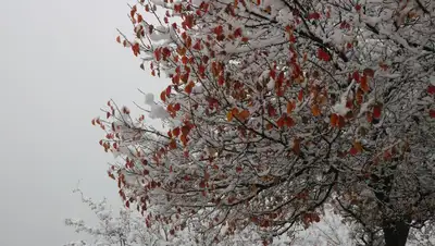 в Алматы выпал снег, фото - Новости Zakon.kz от 17.11.2022 08:20