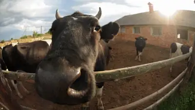 Zakon.kz, фото - Новости Zakon.kz от 21.11.2014 19:31