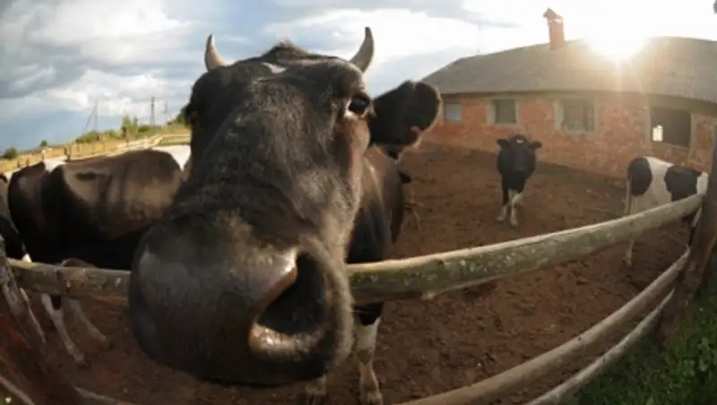 Полиция Алматинской области за 3 дня задержала более 20 подозреваемых в скотокрадстве