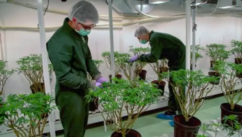 ООН исключила каннабис из списка опасных наркотиков