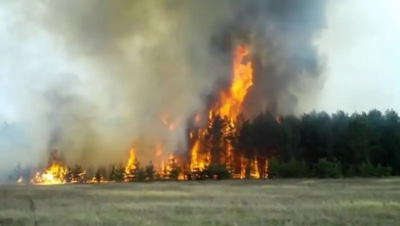 Школьники устроили пожар в лесу Костанайской области