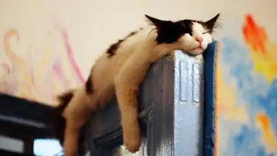 AdMe.ru, фото - Новости Zakon.kz от 04.03.2018 12:35