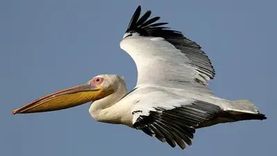 Zakon.kz, фото - Новости Zakon.kz от 07.10.2014 16:47