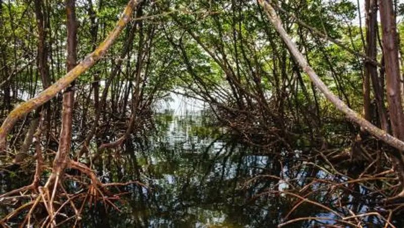 Ученые США обнаружили попавший в "ловушку времени" лес