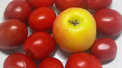 Zakon.kz, фото - Новости Zakon.kz от 02.06.2015 20:37