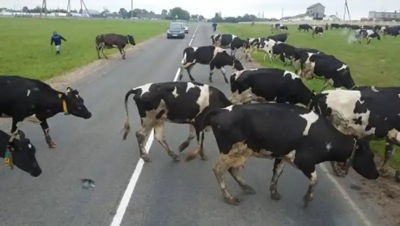 КамАЗ сбил стадо коров на трассе Павлодар – Омск