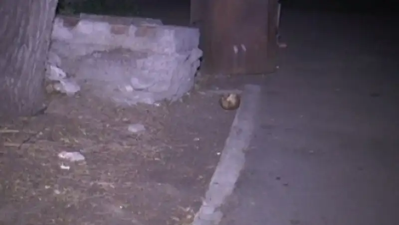 Человеческие останки обнаружили жители Алатауского района Алматы