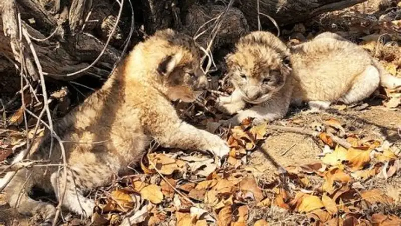 В ЮАР родились первые в мире "львята из пробирки"