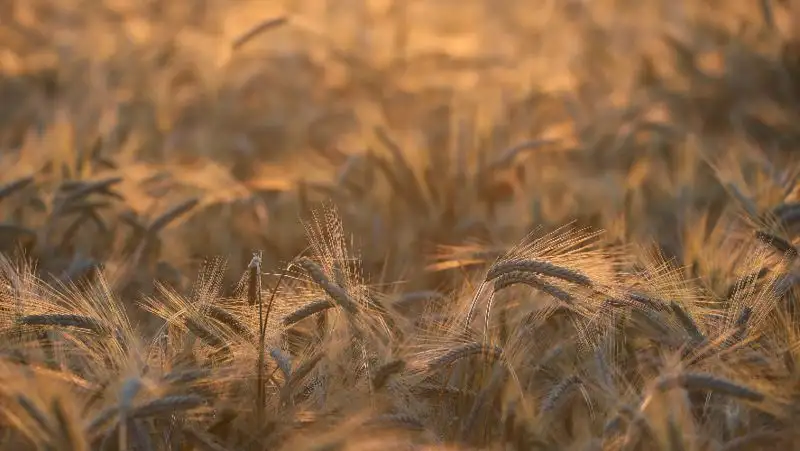 Под угрозой нищеты 1,7 млрд человек из-за ситуации в Украине — ООН