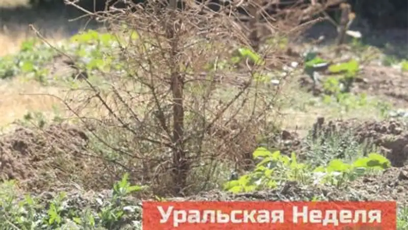 В Уральске не все деревья, посаженные властями, прижились на сто процентов