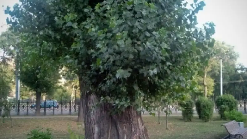 В Семее появился живой памятник 