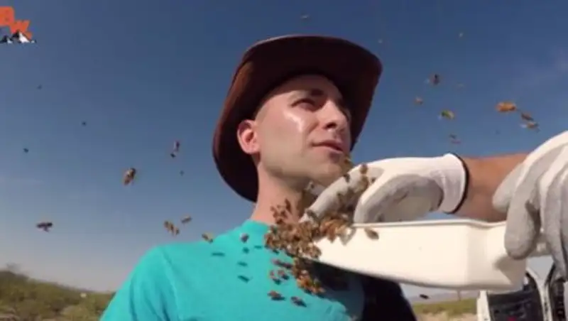 Пчелы искусали лицо исследователю дикой природы
