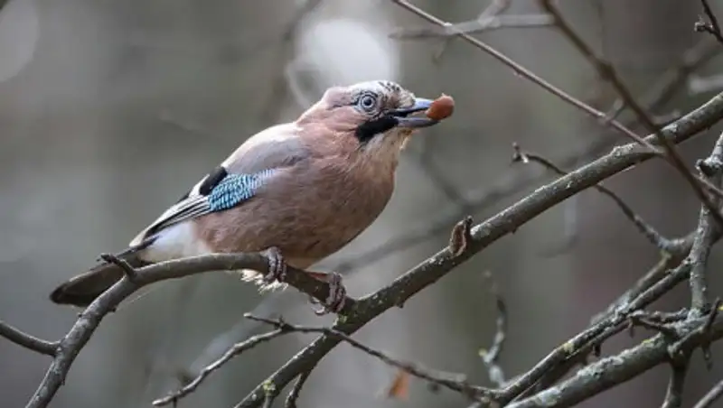 1 апреля в Казахстане ожидаются осадки