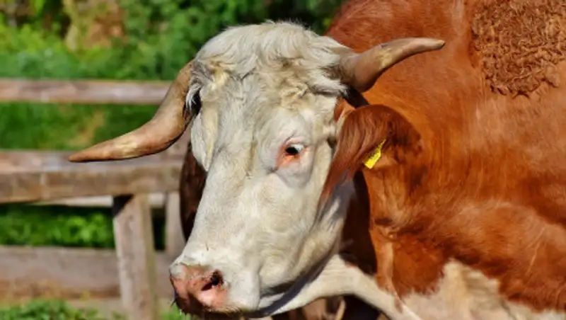 Бык убил человека в Павлодарской области