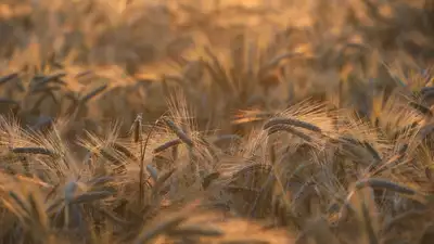 Казахстан пшеница МСХ, фото - Новости Zakon.kz от 11.04.2023 17:27