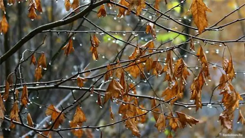 Казахстанцев ожидает ранняя и холодная осень